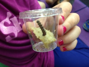 Check out our caterpillars!