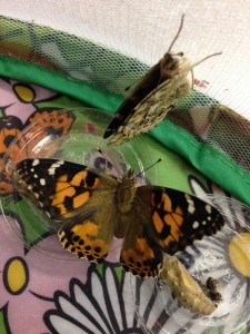 WE HAVE BUTTERFLIES!!!